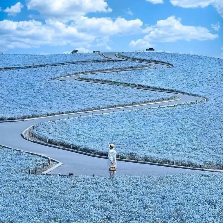 4.5 Million Blue Blossoms Burst Into Bloom At A Japanese Park Featured