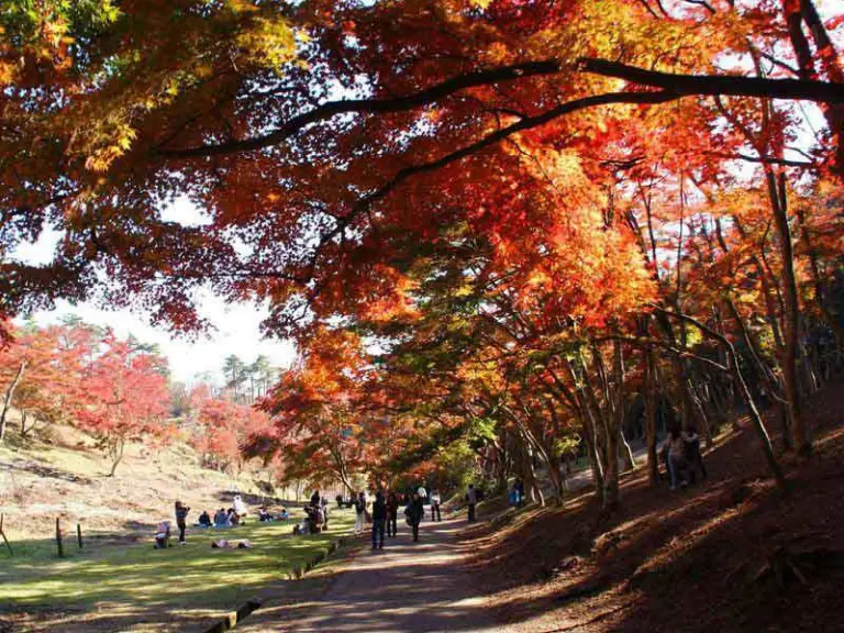 7 Stunning Places In Japan To Enjoy Autumn Leaves With A View Of Mount Fuji 7
