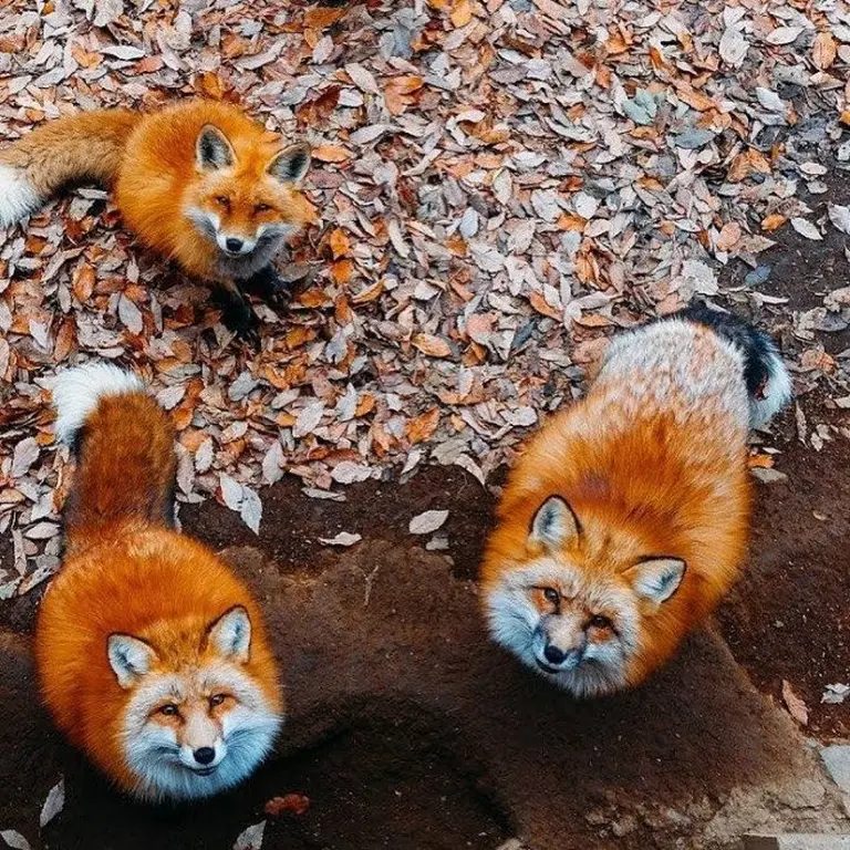Discover The Charming Fox Village Of Japan 1