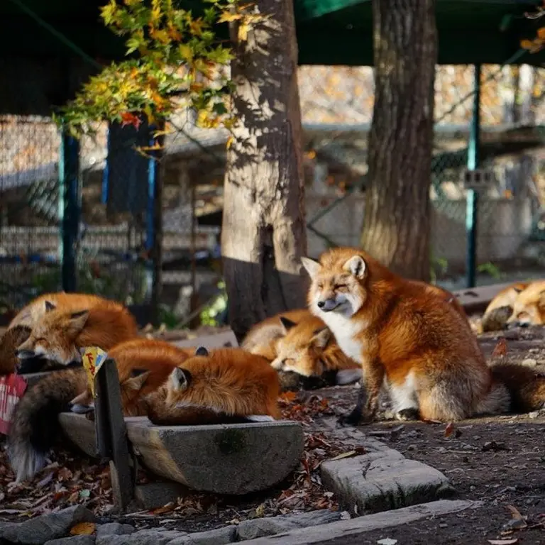 Discover The Charming Fox Village Of Japan 2