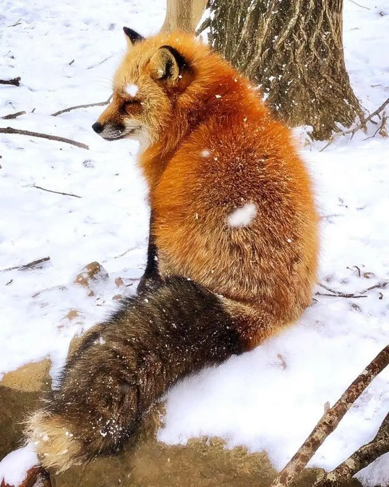 Discover The Charming Fox Village Of Japan 3