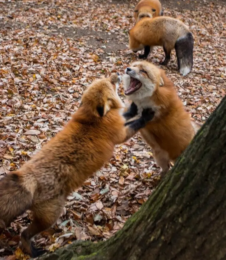 Discover The Charming Fox Village Of Japan 4