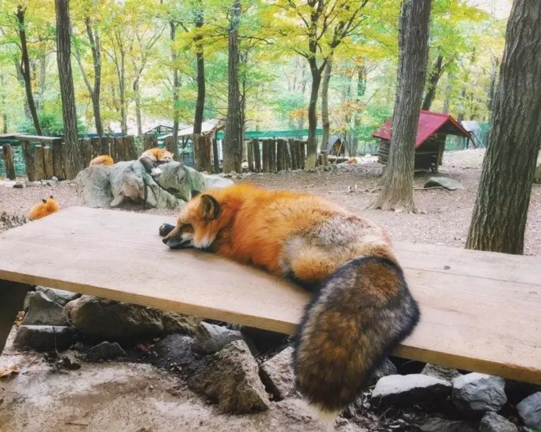 Discover The Charming Fox Village Of Japan 5