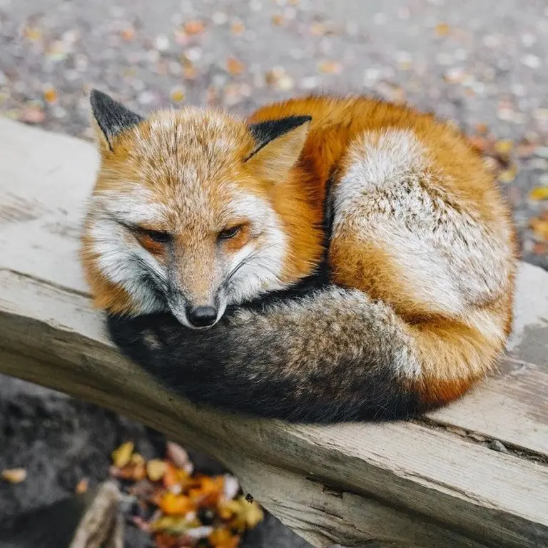 Discover The Charming Fox Village Of Japan 6