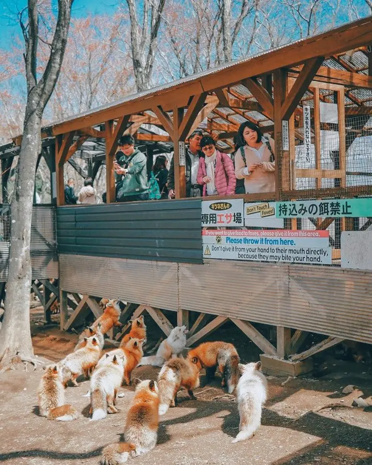 Discover The Charming Fox Village Of Japan 7