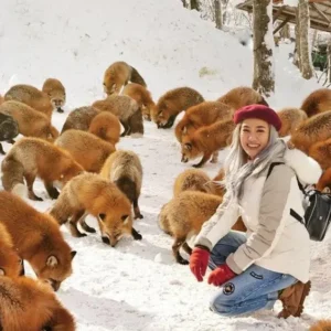 Discover The Charming Fox Village Of Japan Featured