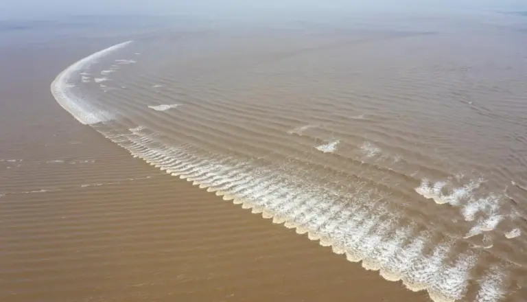 Fish Scale Tides 1