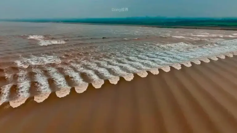 Fish Scale Tides