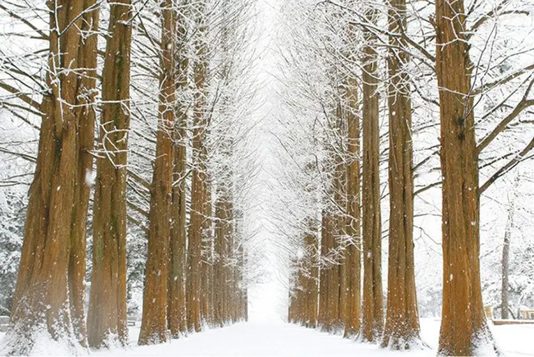 Winter Travel In South Korea There's More Than Just Skiing 3