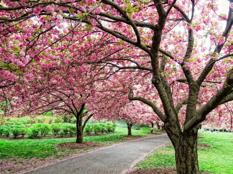 Not Only Japan, But This Country Also Boasts A Breathtaking Cherry Blossom Season 1