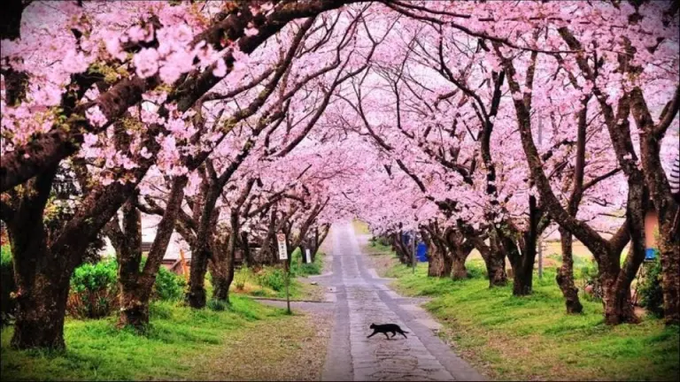 Not Only Japan, But This Country Also Boasts A Breathtaking Cherry Blossom Season 2