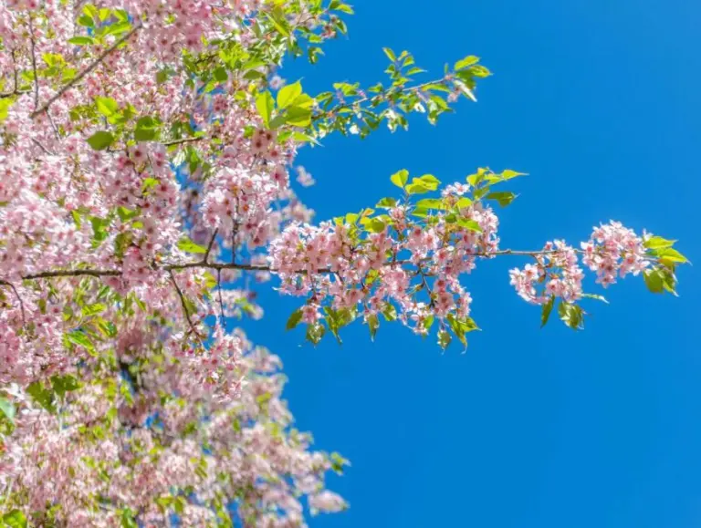 Not Only Japan, But This Country Also Boasts A Breathtaking Cherry Blossom Season 3