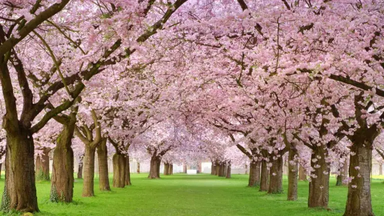 Not Only Japan, But This Country Also Boasts A Breathtaking Cherry Blossom Season 5