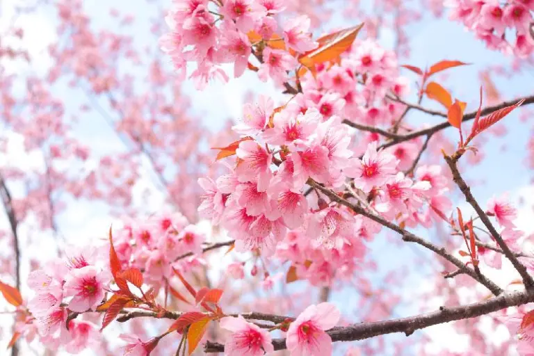 Not Only Japan, But This Country Also Boasts A Breathtaking Cherry Blossom Season