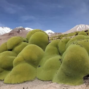 Unveiling Nature’s Ancient Wonder - Exploring A 3000-Year-Old Green Marvel 1