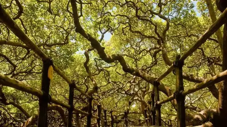 The World’s Largest 1,000-year-old Cashew Tree 1