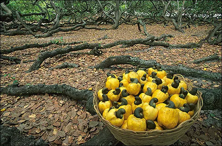 The World’s Largest 1,000-year-old Cashew Tree 2