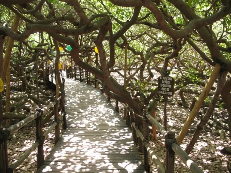 The World’s Largest 1,000-year-old Cashew Tree 3