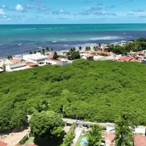 The World’s Largest 1,000-year-old Cashew Tree