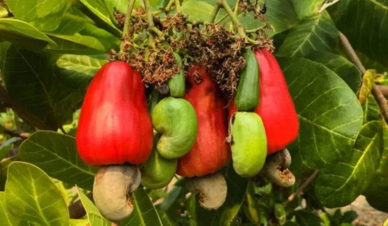 The World’s Largest 1,000-year-old Cashew Tree 4