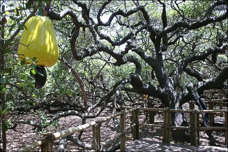 The World’s Largest 1,000-year-old Cashew Tree 5