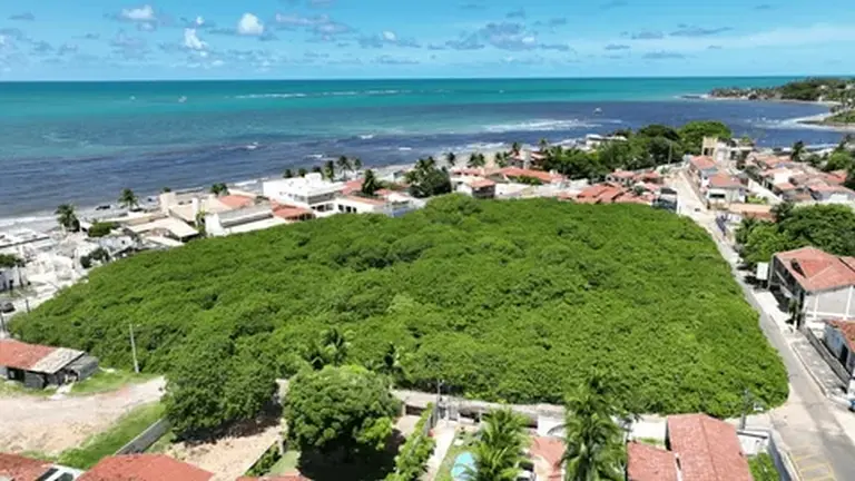 The World’s Largest 1,000-year-old Cashew Tree