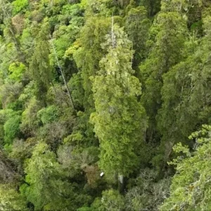 A Giant Tree Taller Than The Statue Of Liberty Found In The World’s Deepest Canyon 0