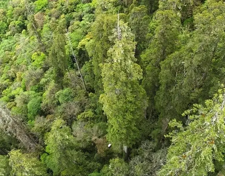 A Giant Tree Taller Than The Statue Of Liberty Found In The World’s Deepest Canyon 0