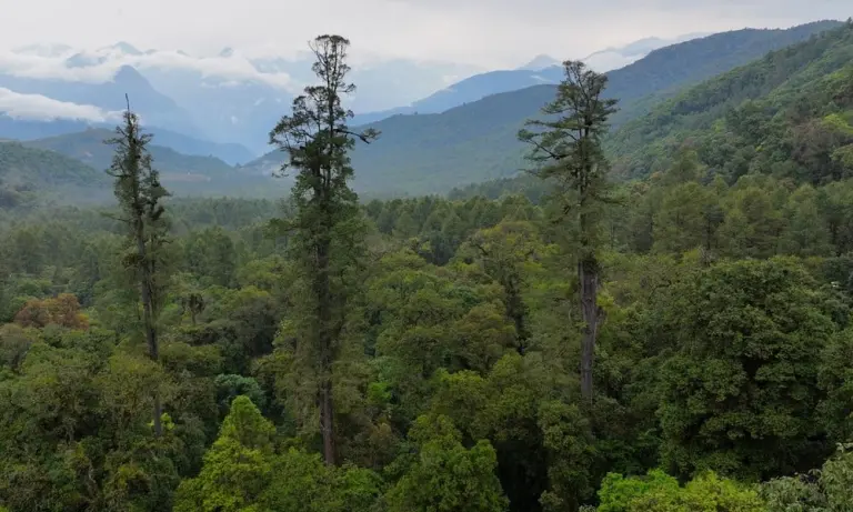 A Giant Tree Taller Than The Statue Of Liberty Found In The World’s Deepest Canyon 1
