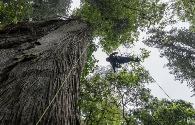 A Giant Tree Taller Than The Statue Of Liberty Found In The World’s Deepest Canyon 2