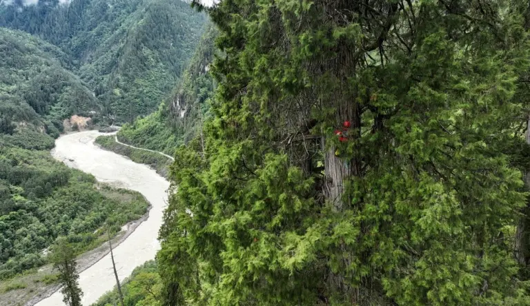 A Giant Tree Taller Than The Statue Of Liberty Found In The World’s Deepest Canyon 3