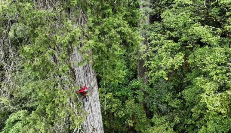 A Giant Tree Taller Than The Statue Of Liberty Found In The World’s Deepest Canyon 4