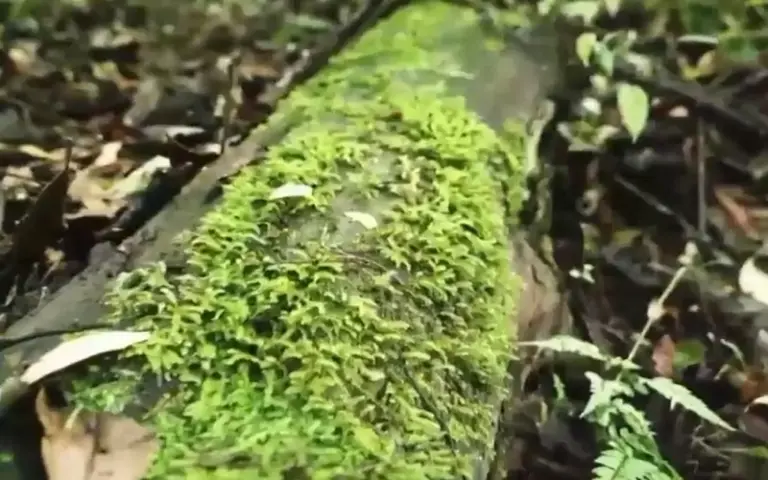 A Giant Tree Taller Than The Statue Of Liberty Found In The World’s Deepest Canyon 5