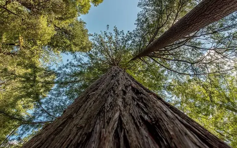 A Giant Tree Taller Than The Statue Of Liberty Found In The World’s Deepest Canyon 6