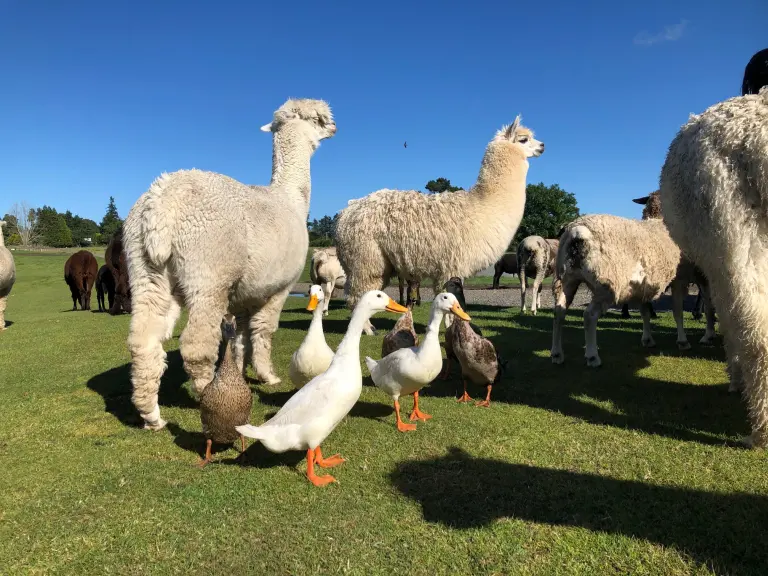 Agrodome Farm In New Zealand 2
