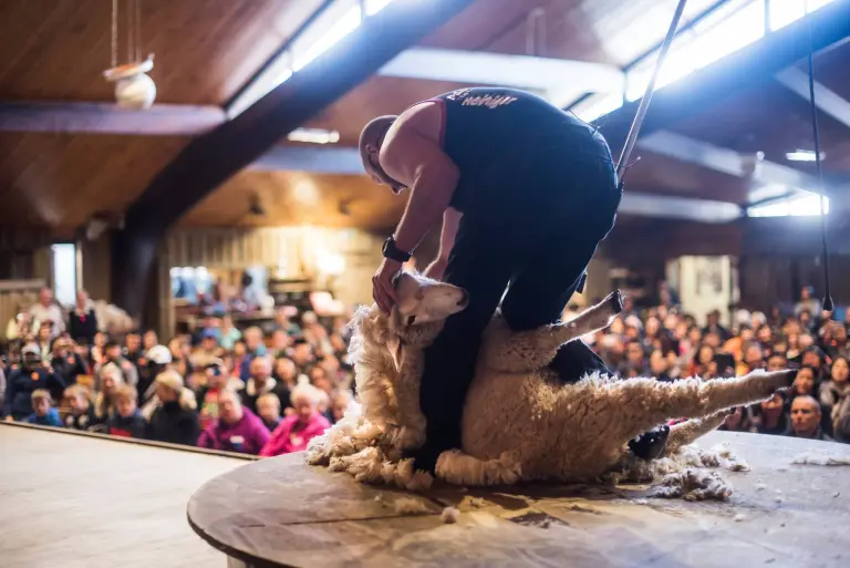 Agrodome Farm In New Zealand 3