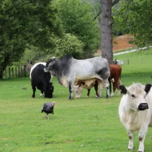Agrodome Farm In New Zealand