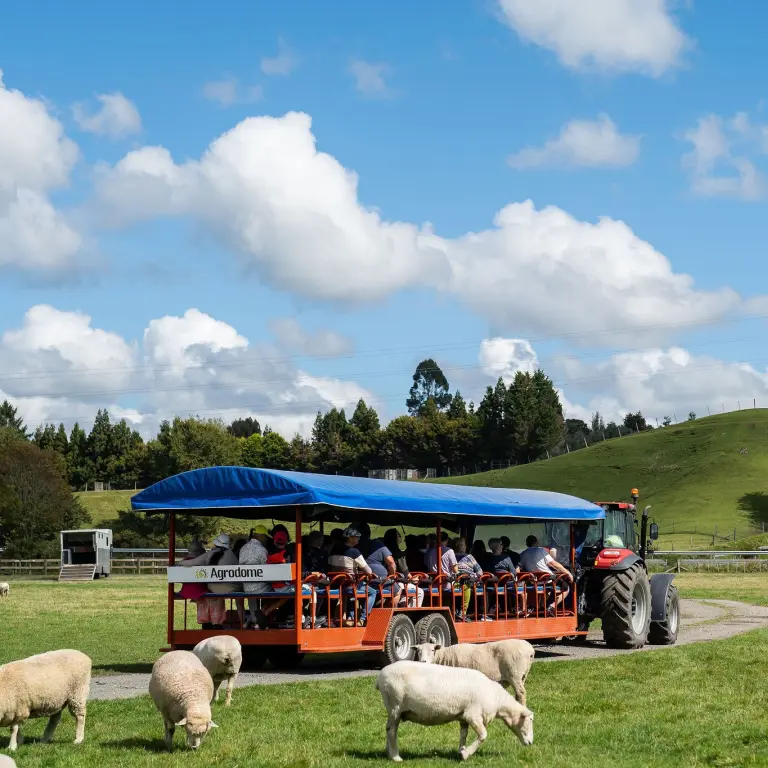 Agrodome Farm In New Zealand 4