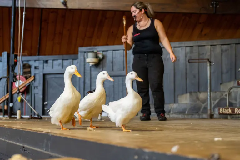 Agrodome Farm In New Zealand 9