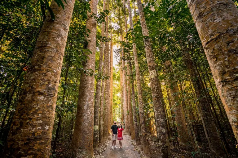 Enchanted By The “green Wonder” Of Paronella Park, Australia 5