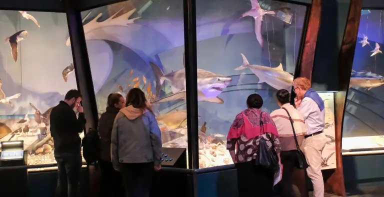 Explore The Natural And Cultural History Of New Zealand At Te Papa Tongarewa Museum 10
