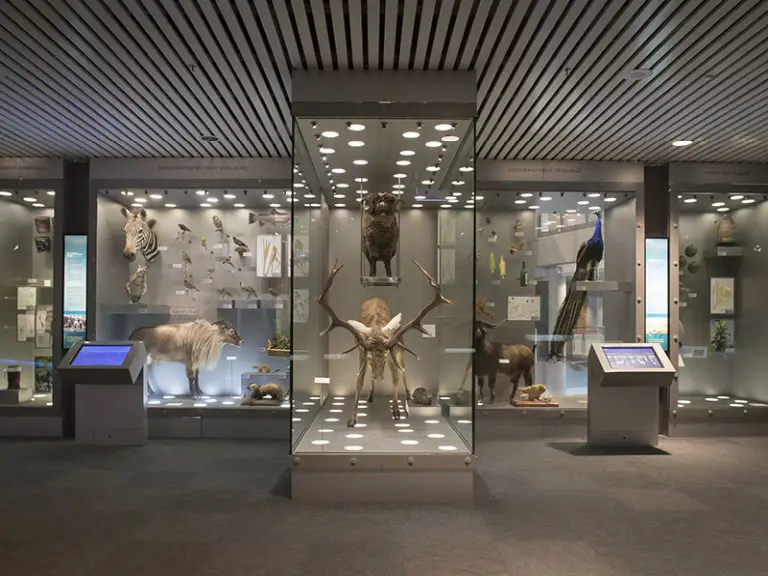 Explore The Natural And Cultural History Of New Zealand At Te Papa Tongarewa Museum 14