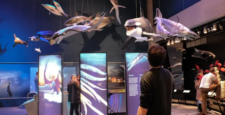 Explore The Natural And Cultural History Of New Zealand At Te Papa Tongarewa Museum 9