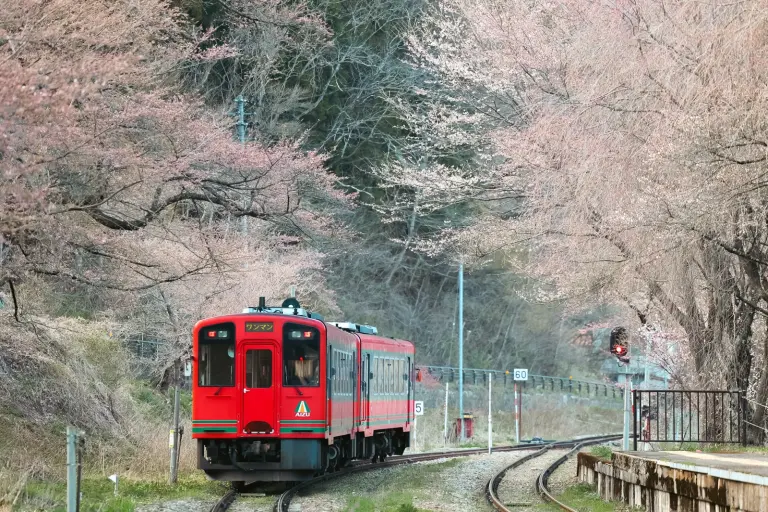 Mesmerized By The Timeless Charm Of A Train Station Immersed In Cherry Blossoms 1