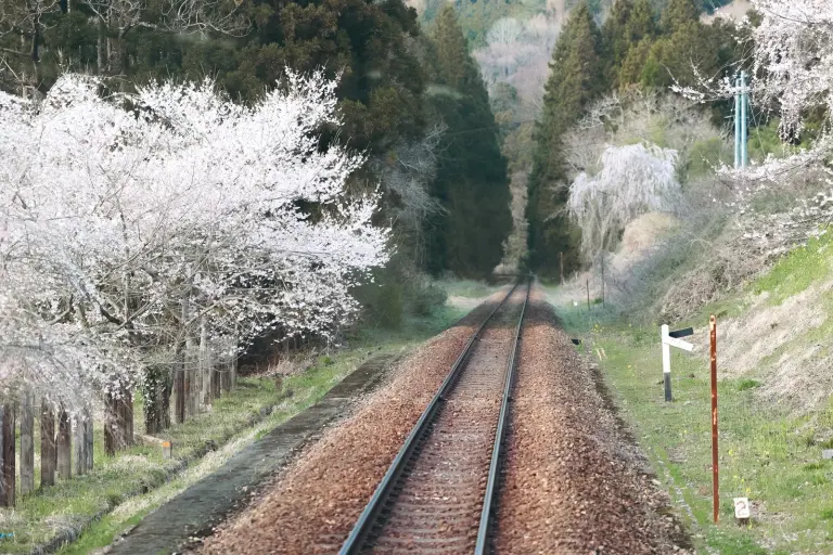 Mesmerized By The Timeless Charm Of A Train Station Immersed In Cherry Blossoms 7