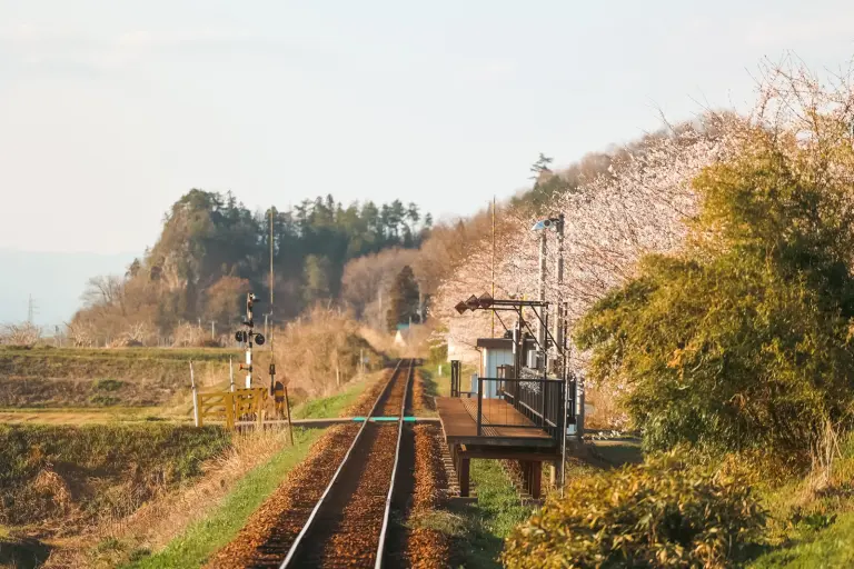 Mesmerized By The Timeless Charm Of A Train Station Immersed In Cherry Blossoms 8