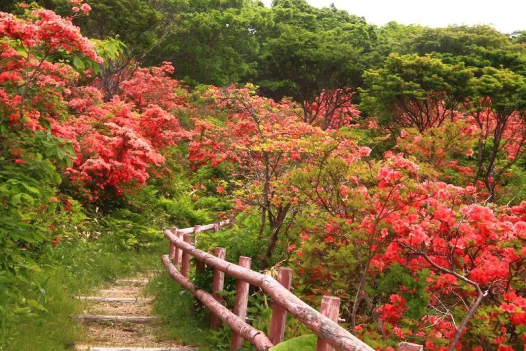 Not Just Cherry Blossoms 1