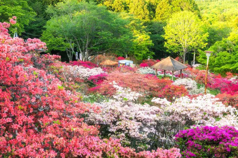 Not Just Cherry Blossoms 3