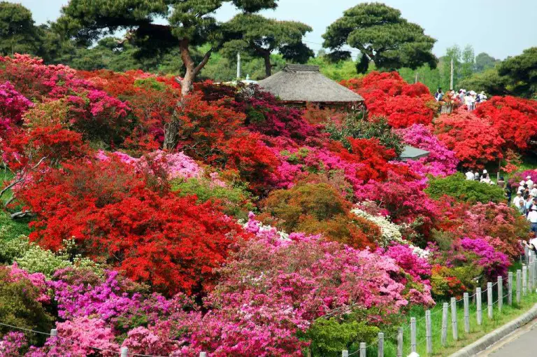 Not Just Cherry Blossoms 4