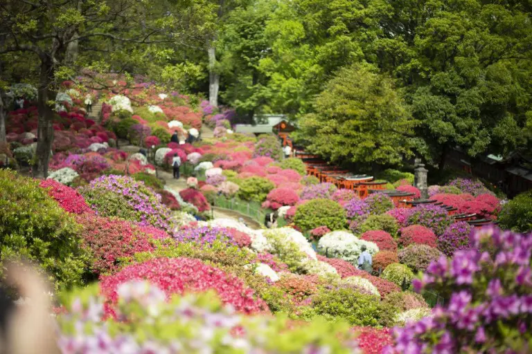 Not Just Cherry Blossoms 5